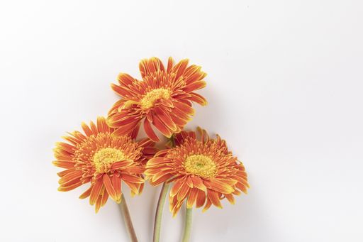A top view small orange gerbera daisies isolated on white background