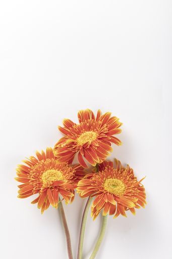 A vertical shot of small orange gerbera daisies isolated on white background