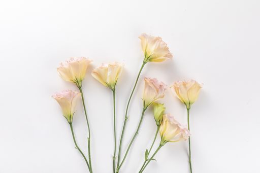 A top view of fresh flowers isolated on a white background - perfect for wallpaper