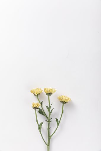 A vertical shot of fresh flowers isolated on a white background - perfect for wallpaper