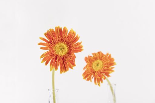 A top view small orange gerbera daisies isolated on white background