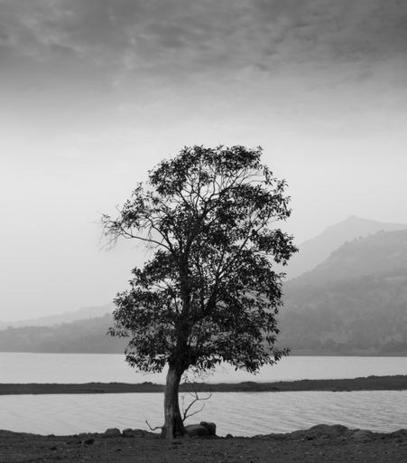 The grey scale shot of a magnificent lonely tree by a lake surrounded by mountains