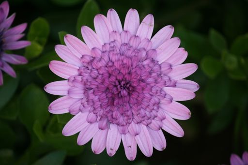 A closeup shot of a purple flower with beautiful petals. Aster flower in the garden