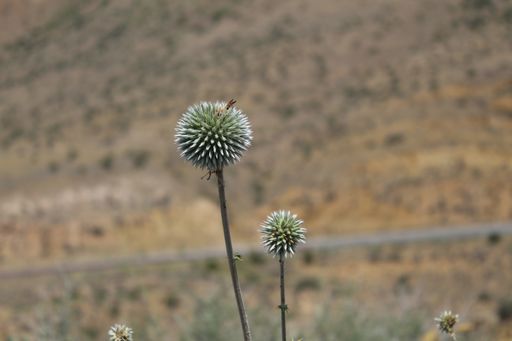 A closeup shot of a green flower plant with sharp thorns in the meadow near the high mountains