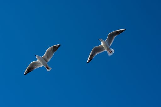 A low angle shot os seagulls flying under a blue sky - freedom concept