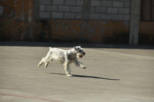 A selective focus shot of a standard schnauzer running on the ground