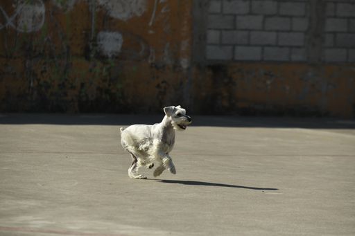 A selective focus shot of a standard schnauzer running on the ground
