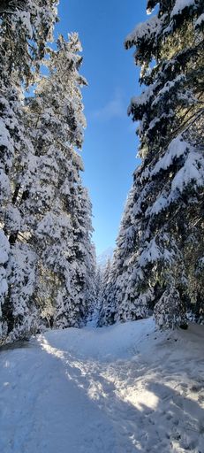 Two evergreen trees blanketed in snow stand side by side on a rural road, creating a picturesque winter landscape