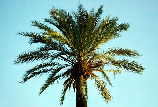 A low angle shot of a palm tree under a blue sunny sky