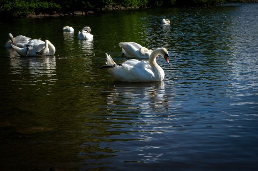 A beautiful shot of swans on the lake
