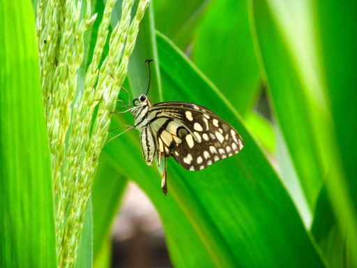This picture is of a butterfly sitting on a green plant in the forest.