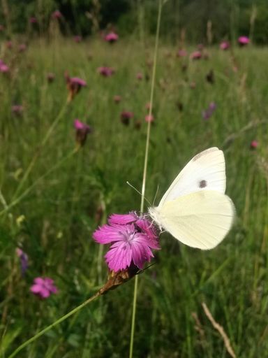 A selective focus shot of a beautiful butterfly on a purple flower
