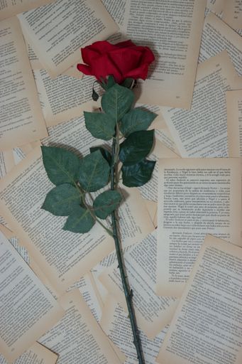 A single red rose on a background of pages from an old book - Valentine’s day concept