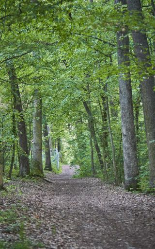 A vertical shot of a pathway in the middle of green leafed trees in the forest