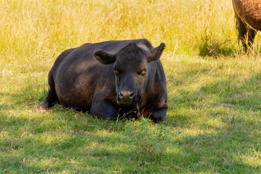 A closeup shot of a cow lying on the grass in the field