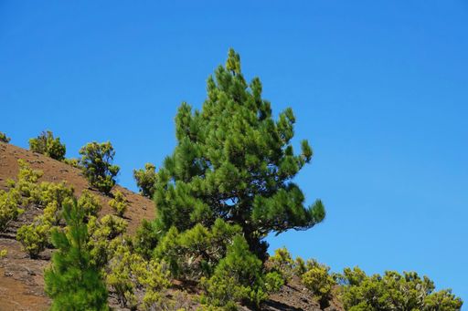 A closeup shot of growing trees on the hill under a clear sky in El Hierro Canary islands
