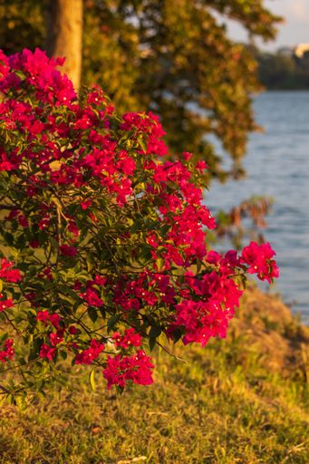 A vertical shot of the vegetation along the Tuxpan river featuring blooming pink bougainvillea flowers