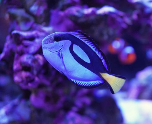 A closeup shot of blue patterned fish, sea flowers, violet plants under the water in the aquarium