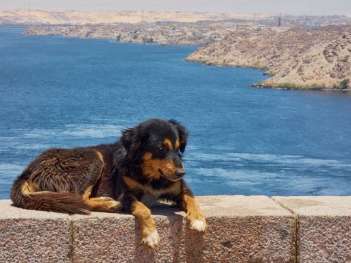A terrier dog lounging atop a stone wall, looking off into the distance