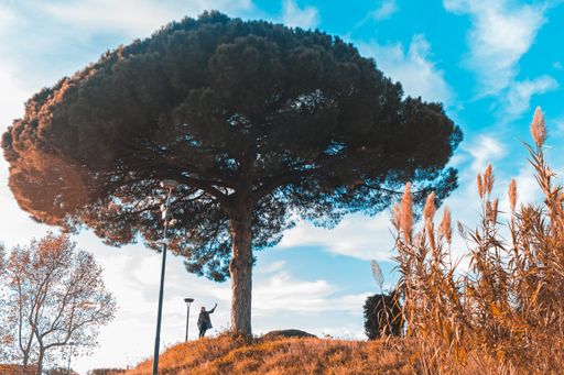 A big tree with gorgeous branches growing in a deserted area with dry grass under the bright sky