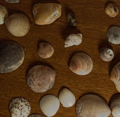 A closeup shot of various beautiful seashells on a table