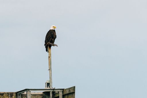 A majestic eagle is perched atop a metal pole, surveying its surroundings