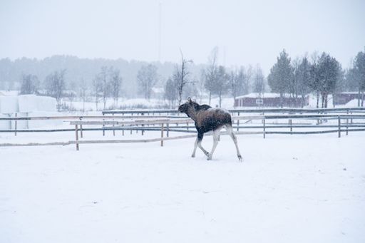 A moose walking in a snowy field in the north of Sweden