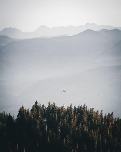 A vertical shot of the top of high trees and a bird in the background of foggy mountains