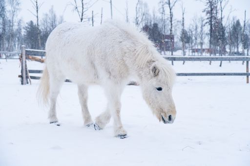 A white horse walking on a snowy field in the north of Sweden