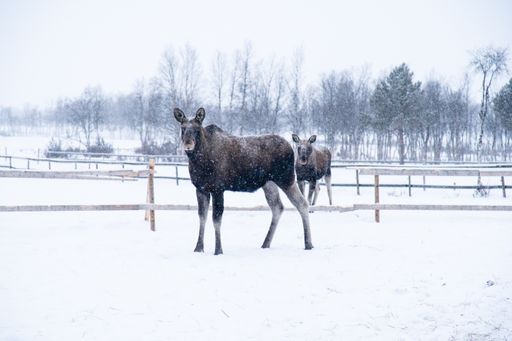 A moose standing in a snowy field in the north of Sweden