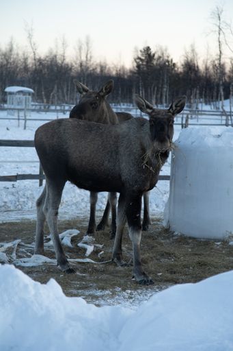 A vertical shot of two moose eating hay in the north of Sweden