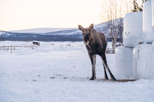 A moose standing in a snowy field while looking at the camera in the north of Sweden