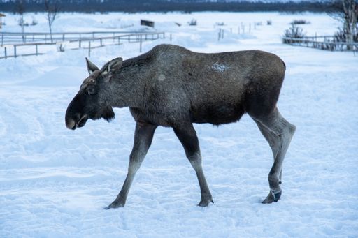 A moose walking in a snowy field in the north of Sweden