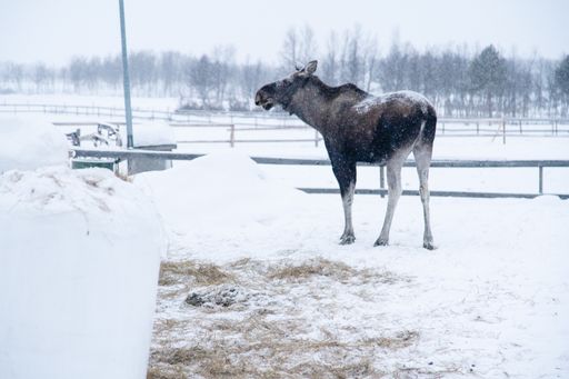 A moose standing in a snowy field in the north of Sweden