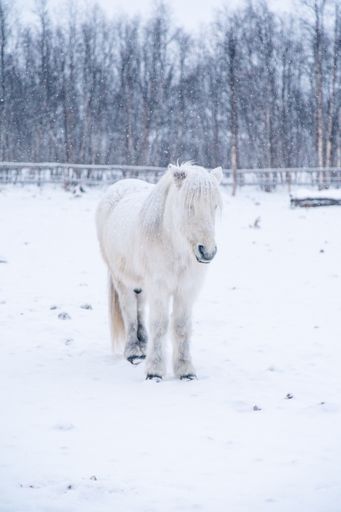 A vertical shot of a beautiful white horse in a snowy field in the north of Sweden