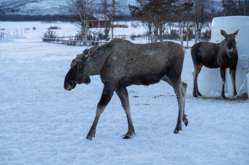 A moose walking in a snowy field in the north of Sweden