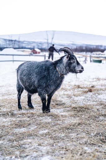 A vertical shot of a goat standing on a snowy field in the north of Sweden