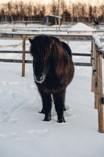 A vertical shot of a horse in a snowy field near wooden fences in the north of Sweden