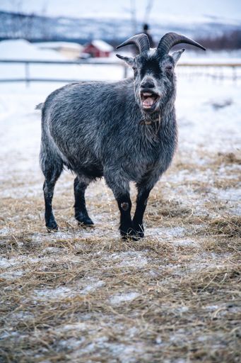 A vertical shot of a goat with its mouth open in the north of Sweden