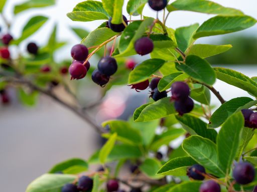 A selective focus shot of huckleberries on the branch