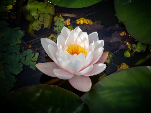 A high angle shot of a white sacred lotus flower on the water