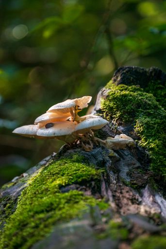 A vertical closeup shot of the Udemansiella mucosa fungus growing on a tree in the forest