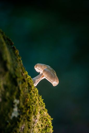A vertical closeup shot of the Udemansiella mucosa fungus growing in the forest on a dark background