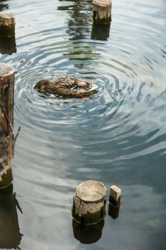 A vertical shot of a colored duck with its head in the water with waves around
