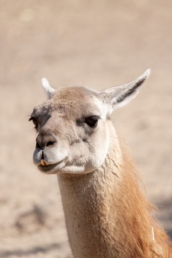 A vertical closeup shot of a cute camel under direct sunlight in a desert