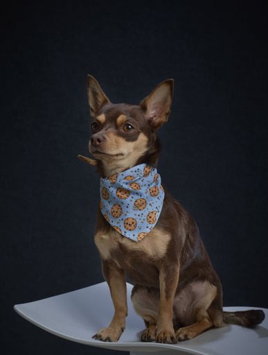 A vertical shot of a cute brown chihuahua wearing a bandana with cookies
