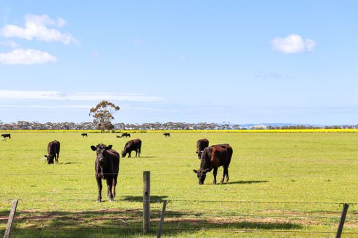 A group of cows stand together in a lush grassy field, leisurely grazing on the green vegetation