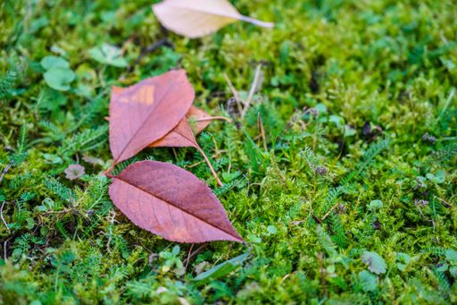 A selective focus shot of fallen autumn leaves on the grass