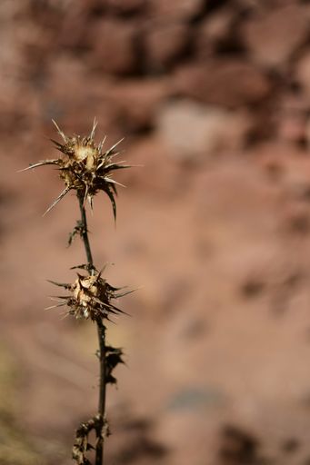 A vertical shot of a thorn flower in a desert on blurred background