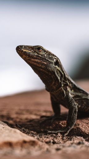 A small reptile perched on top of a rocky outcrop, looking out into the horizon